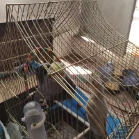 پرنده|پرنده|لنجان, |دیوار