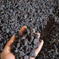 کشمش و مویز درجه ۱|خوردنی و آشامیدنی|شیراز, گلستان|دیوار