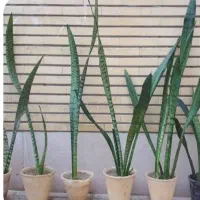 گل  سانسوریا امریکن مناسب گلخانه و باغچه حیاط