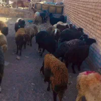 میش دونه ۱۵ میلیون