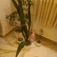 تعدادی گل گیاه بفروش می رسد|گل مصنوعی|رشت, دیانتی|دیوار