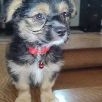 اشپیتز شیتزو|سگ|مشهد, ابوذر|دیوار