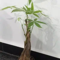 انواع بامبو پاچیرا گیاه پول و بنسای جنسینگ|گل و گیاه طبیعی|آبادان, |دیوار