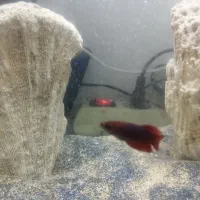 ماهی فایتر نر وماده شکم پر|ماهی|مشهد, نظام دوست|دیوار