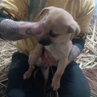 سگ پا کوتاه|سگ|آشخانه, |دیوار