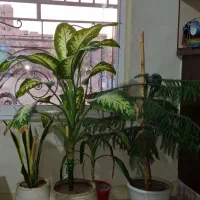 چهار تا گل کاملا سالم