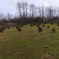 فروش زمین|فروش زمین و ملک کلنگی|رشت, احمد گوراب|دیوار