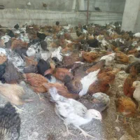 فروش جوجه ماده محلی نژاد گلپایگان