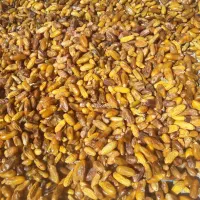 خرمای مگ برای خوراک دام