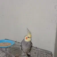 عروس هلندی های بامزه|پرنده|فولادشهر, A1|دیوار