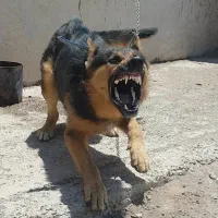 ژرمن  نر نگهبان
