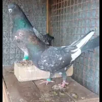 کبوتر تاپ جفت درجه یک|پرنده|شوش, |دیوار