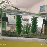 اکواریوم ماهی|ماهی|کاشمر, |دیوار