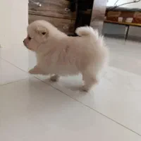 کوچولوهای پشمالو خوشگل روباهی|سگ|نورآباد ممسنی, |دیوار