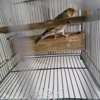 سهره قناری مست