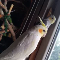 پرنده عروس