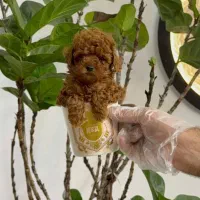 سگ توله پودل تاینی پودل دارک رد ۸۰ روز|سگ|تهران, ایوانک|دیوار