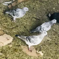 کبوتر|پرنده|بافت, |دیوار