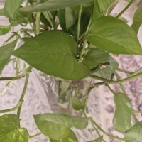 قلمه گل آپارتمانی