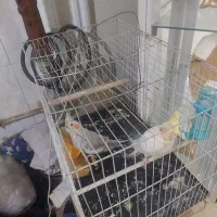 عروس هلندی جفت