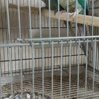 عروس هلندی مولد|پرنده|مشکین‌دشت, |دیوار