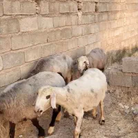 میش داشتی
