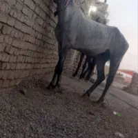اسب کرد سواری تکمیل