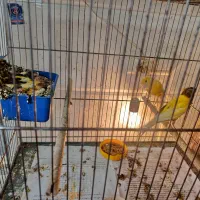 قناری|پرنده|قم, آذر (نکویی)|دیوار