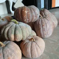 کدو تازه چین