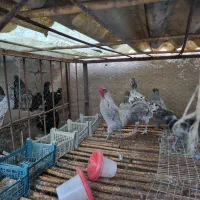 فروش مرغ و خروس ایام سمانی و آراکانا و امرکانا|حیوانات مزرعه|قائمشهر, |دیوار