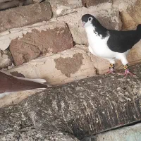 چپ سرخ چپ سیاه چپ‌زرد دم سفید|پرنده|گلبهار, نوبهار|دیوار