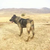 سگ سرابی|سگ|مهربان, |دیوار