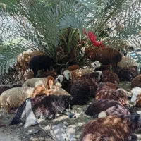 فروش 20 عدد گوسفند سالم و چاق همراه با بره هاشون