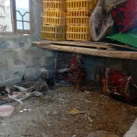 گاز و خروس