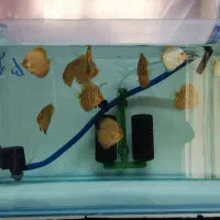 دیسکس ۲/۵ ۳ اینج و ۶ اینچ