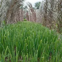 سبزی|عمده‌فروشی|رودان, |دیوار