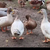 فروش اوردک محلی