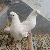 کبوتر نوک قنار