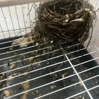 قناری درختی