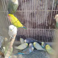 طوطی برزیلی|پرنده|شیراز, شهرک قمشه|دیوار