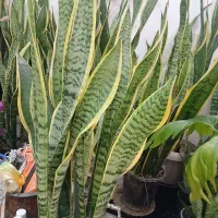 گل سانسوریا۱۰۰