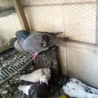تعداد ۸۰ تا کبوتر به فروش میرسد