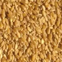 گندم طلا پاک شده دانه درشت