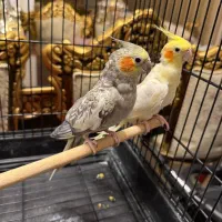 انواع عروس هلندی اهلی و غیر اهلی و کوتوله