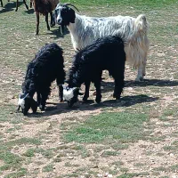 دو راس بز و سه بزغاله