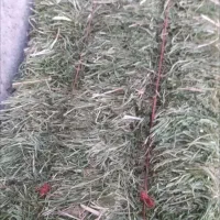 شبدر فروش