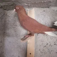 سرخ دم سفید