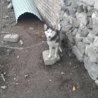 هاسکی روسی ماده