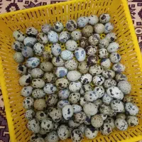 تخم بلدرچین نطفه دار