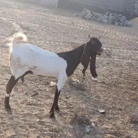 فروش بز پاکستانی بندر کنگان